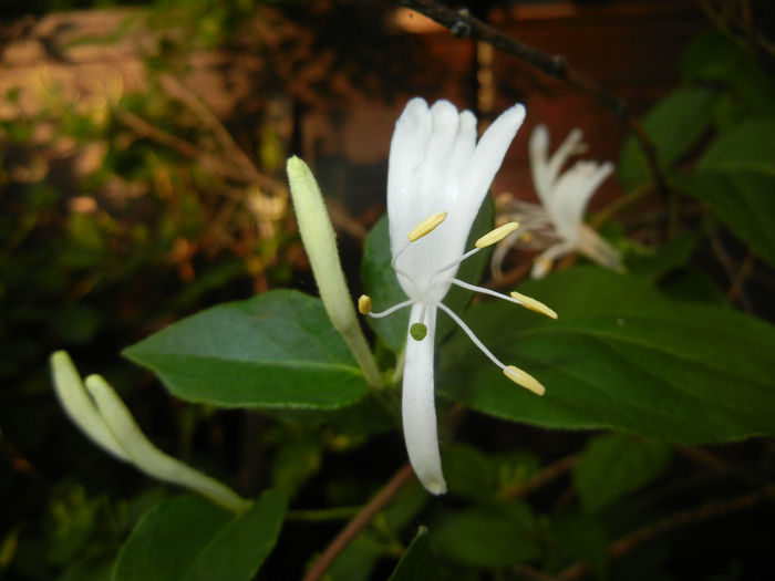 Lonicera japonica (2014, May 27)