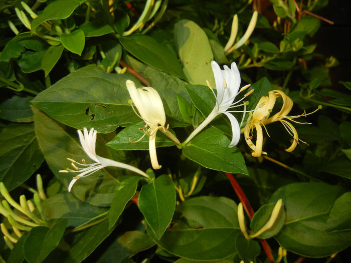 Lonicera japonica (2014, May 27)