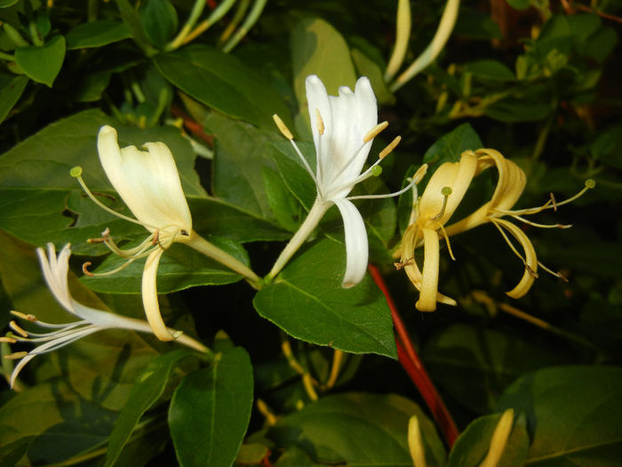 Lonicera japonica (2014, May 27)