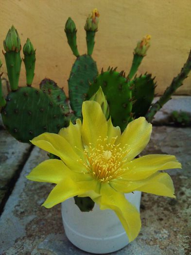 Opuntia compressa