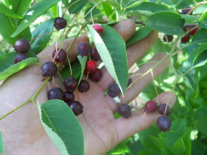 fructe coapte amelanchier lamarckii - Arbori fructiferi  2014