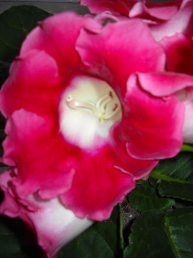 ciclam cu mijloc alb - 1GLOXINIA -2014