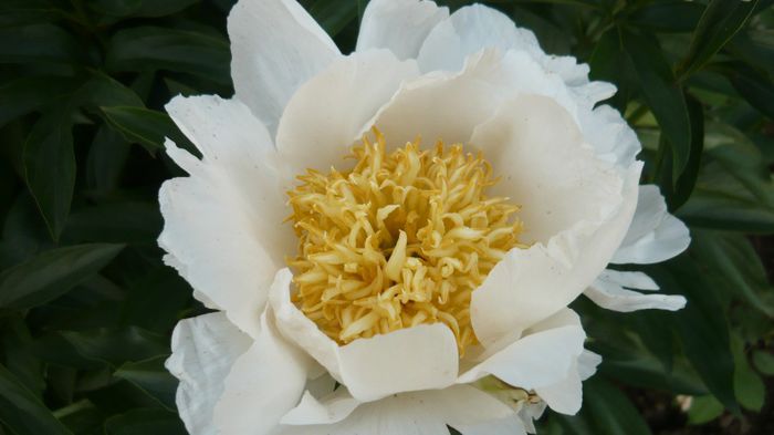 030 - bujori