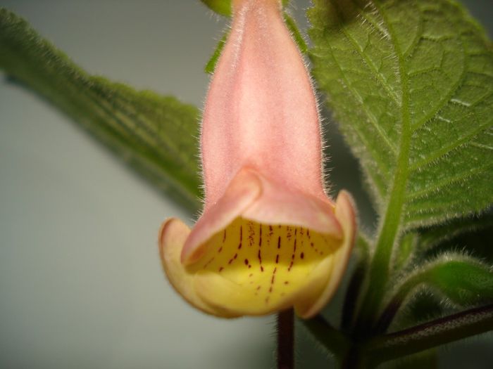 Sinningia EW"s Pink Pearl