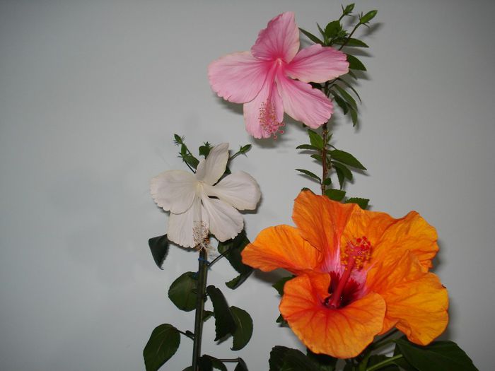 DSC09202