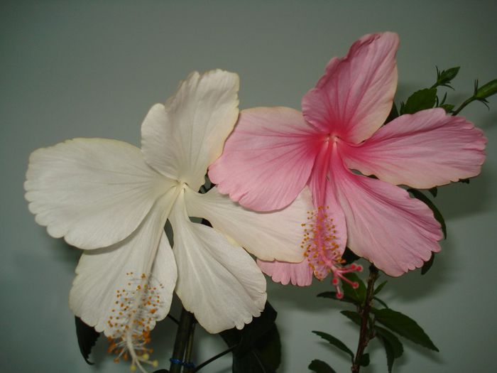 DSC09204