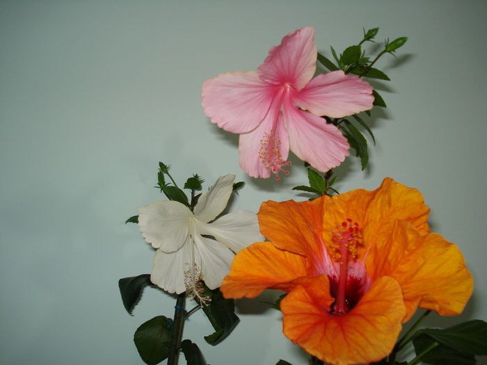 DSC09206