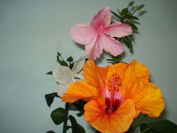 DSC09208