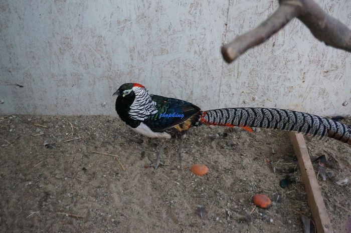 DSC06089