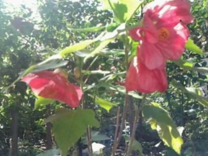 Fotografie1004 - alte flori 1