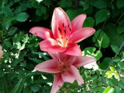 Fotografie0824 - alte flori 1