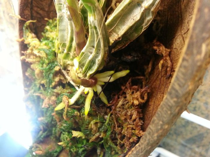 20140607_083546; Radacinoasa
