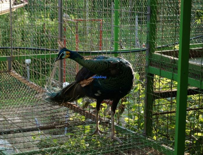 P VERDE (3)
