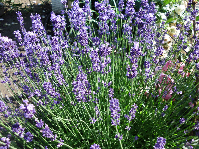 minunata lavanda - Trandafiri si clematite 2014