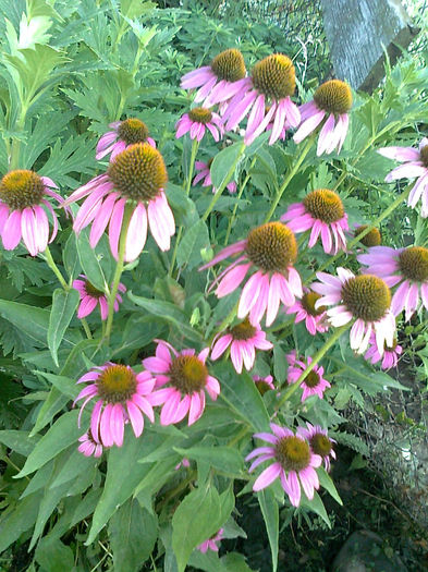 Echinacea