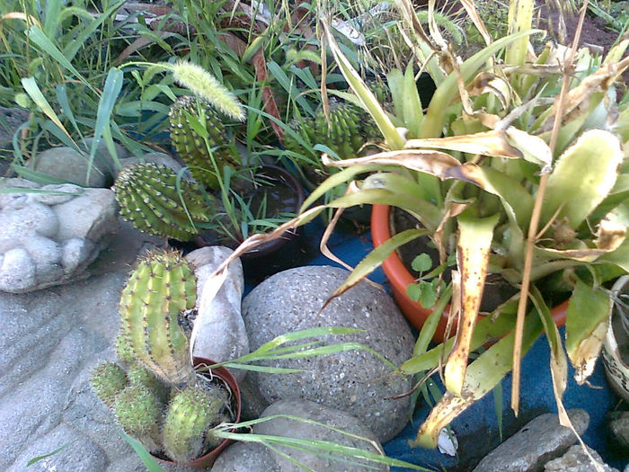 Trovanti si cactusi