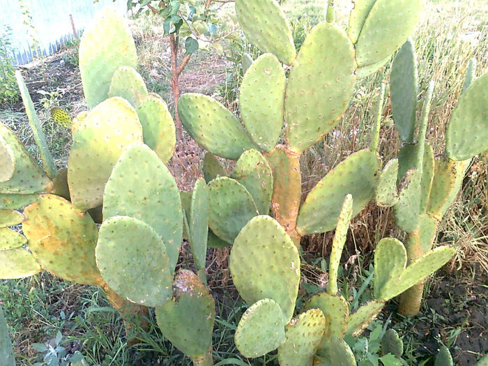 Cactusi - 2012