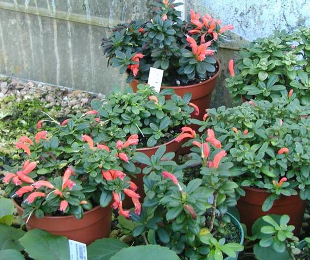 1958_Aeschynanthus%20andersonii%20(China)%20RBGE%2019982732_myhr_rbge