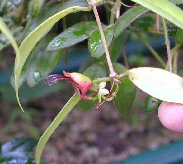 1964_Aeschynanthus%20acuminatus_myhr_rbge - flori