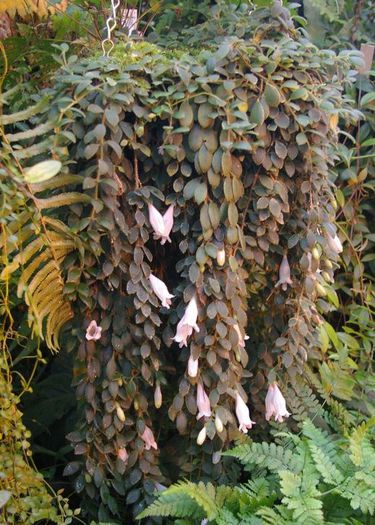 1992_Aeschynanthus%20chiritoides%20plant_rbge_myhr - flori