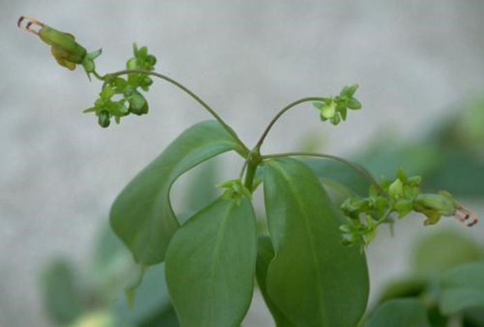 aeschinanthus acuminatus - flori
