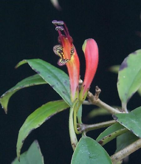 aeschinanthus ceylanicus - flori