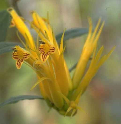 aeschinanthus chrysanthus - flori