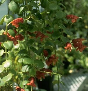 aeschinanthus cordyfolius