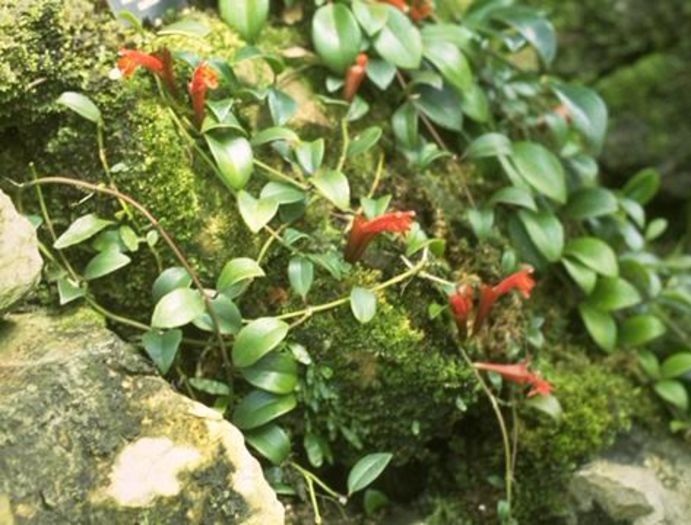aeschinanthus curtisii