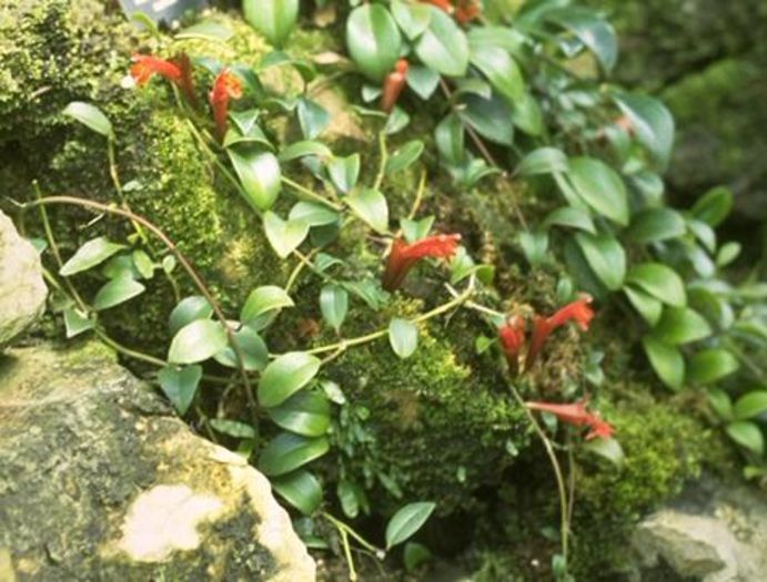 aeschinanthus curtisii - flori