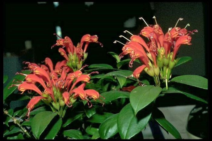 aeschinanthus evrardii - flori
