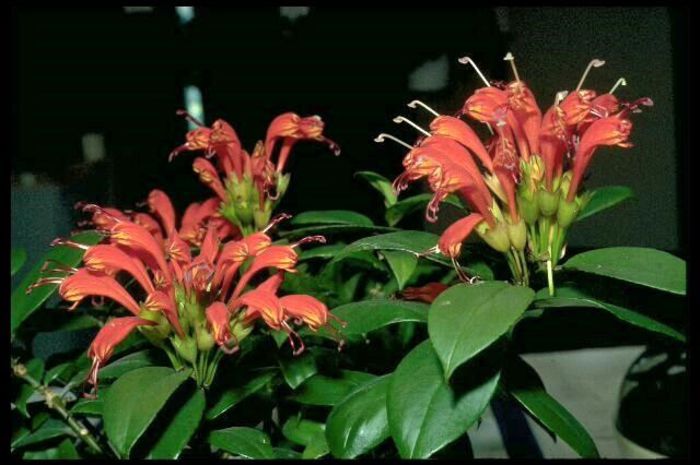 aeschinanthus evrardii