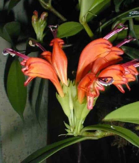 aeschinanthus fulgens