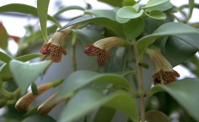 aeschinanthus guttatus - flori