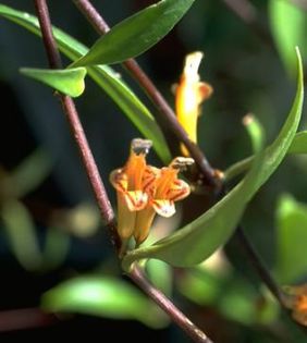 aeschinanthus hartleyi - flori