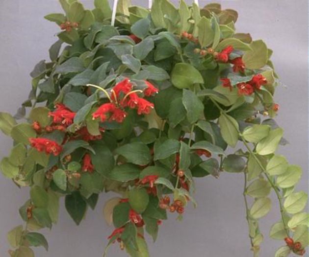 aeschinanthus hians - flori