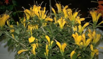 aeschinanthus humillis topaz