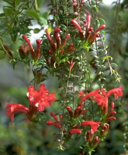 aeschinanthus lanceolatus - flori
