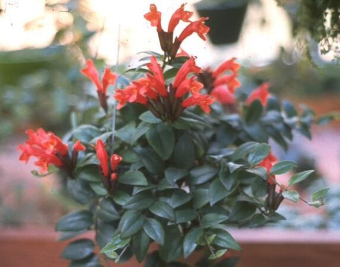 aeschinanthus lobbianus - flori