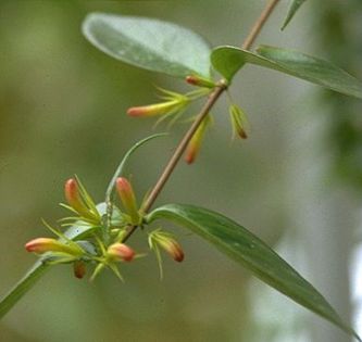 aeschinantus fecundus - flori