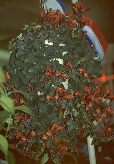 aeschinathus javanicus