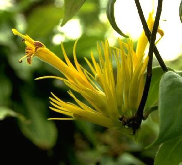 chrysanthus
