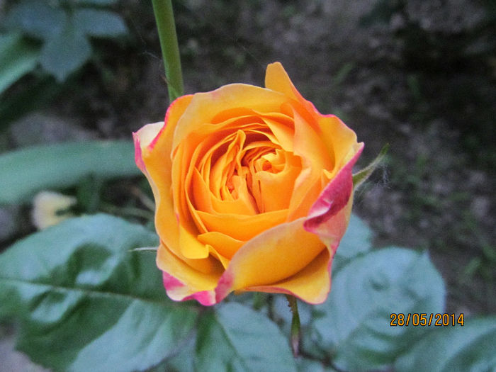 IMG_1410 - TRANDAFIRI 2014