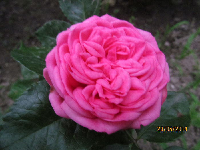 pink piano - TRANDAFIRI 2014