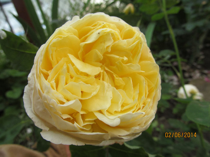 Michelangelo - TRANDAFIRI 2014