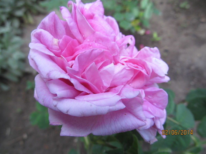 IMG_1451 - TRANDAFIRI 2014