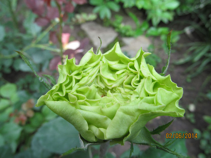 IMG_1452 - TRANDAFIRI 2014