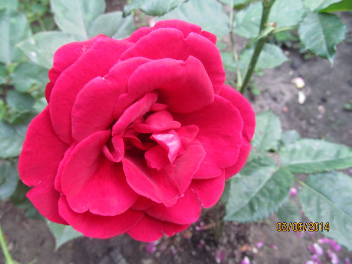 IMG_1462 - TRANDAFIRI 2014