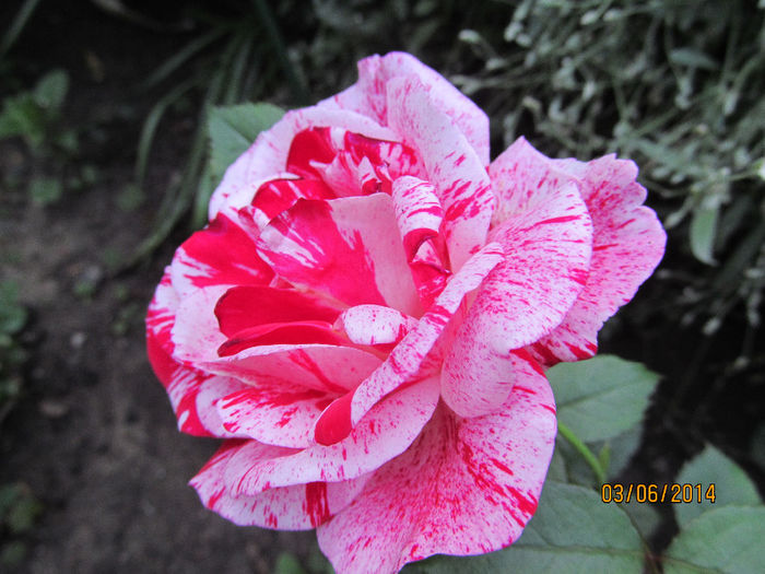 IMG_1463 - TRANDAFIRI 2014