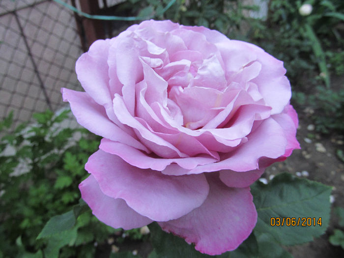 IMG_1464 - TRANDAFIRI 2014